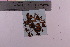  ( - TROM_F_34752)  @11 [ ] CreativeCommons - Attribution Non-Commercial Share-Alike (2018) Unspecified Tromsø University Museum