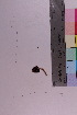  (Psathyrella obtusata - TROM_F_34787)  @11 [ ] CreativeCommons - Attribution Non-Commercial Share-Alike (2018) Unspecified Tromsø University Museum