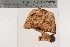  ( - TROM-F-35110)  @11 [ ] CreativeCommons - Attribution Non-Commercial Share-Alike (2018) Unspecified Tromsø University Museum