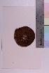 ( - TROM_F_36121)  @11 [ ] CreativeCommons - Attribution Non-Commercial Share-Alike (2018) Unspecified Tromsø University Museum