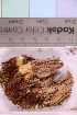  (Hygrophoropsidaceae - TROM_F_36150)  @11 [ ] CreativeCommons - Attribution Non-Commercial Share-Alike (2019) Unspecified Tromsø University Museum