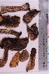  ( - TROM_F_39269)  @11 [ ] CreativeCommons - Attribution Non-Commercial Share-Alike (2019) Unspecified Tromsø University Museum