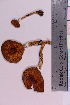  ( - TROM_F_3948)  @11 [ ] CreativeCommons - Attribution Non-Commercial Share-Alike (2018) Unspecified Tromsø University Museum