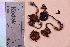  ( - TROM_F_42190)  @11 [ ] CreativeCommons - Attribution Non-Commercial Share-Alike (2018) Unspecified Tromsø University Museum