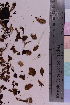  ( - TROM_F_8663)  @11 [ ] CreativeCommons - Attribution Non-Commercial Share-Alike (2018) Unspecified Tromsø University Museum