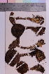  ( - TROM_F_9009)  @11 [ ] CreativeCommons - Attribution Non-Commercial Share-Alike (2018) Unspecified Tromsø University Museum