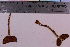  ( - TROM_F_9900)  @11 [ ] CreativeCommons - Attribution Non-Commercial Share-Alike (2018) Unspecified Tromsø University Museum