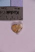  ( - TROM_F_POR-38)  @11 [ ] CreativeCommons - Attribution Non-Commercial Share-Alike (2018) Unspecified Tromsø University Museum