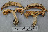  ( - VM-Bas014)  @11 [ ] Creative Commons  Attribution Non-Commercial Share-Alike (2016) NTNU University Museum, Department of Natural History NTNU University Museum, Department of Natural History