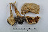  ( - VM-Bas058)  @11 [ ] Creative Commons  Attribution Non-Commercial Share-Alike (2016) NTNU University Museum, Department of Natural History NTNU University Museum, Department of Natural History