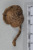  ( - VM-Bas067)  @11 [ ] Creative Commons  Attribution Non-Commercial Share-Alike (2016) NTNU University Museum, Department of Natural History NTNU University Museum, Department of Natural History