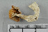  ( - VM-Bas068)  @11 [ ] Creative Commons  Attribution Non-Commercial Share-Alike (2016) NTNU University Museum, Department of Natural History NTNU University Museum, Department of Natural History