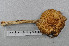  (Cortinarius delibutus - VM-Bas081)  @11 [ ] Creative Commons  Attribution Non-Commercial Share-Alike (2016) NTNU University Museum, Department of Natural History NTNU University Museum, Department of Natural History