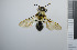  ( - NHMO_APO00019)  @11 [ ] No Rights Reserved (2013) Unspecified University of Oslo, Natural History Museum