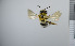  ( - NHMO_APO00021)  @11 [ ] No Rights Reserved (2013) Unspecified University of Oslo, Natural History Museum