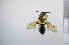  ( - NHMO_APO00024)  @13 [ ] No Rights Reserved (2013) Unspecified University of Oslo, Natural History Museum