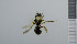  ( - NHMO_APO00084)  @11 [ ] No Rights Reserved (2013) Unspecified University of Oslo, Natural History Museum