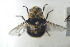  ( - NOBRA360)  @11 [ ] CreativeCommons - Attribution Non-Commercial Share-Alike (2015) Arnstein Staverlokk Norwegian Institute of Nature Research