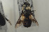  ( - NOBRA363)  @11 [ ] CreativeCommons - Attribution Non-Commercial Share-Alike (2015) Arnstein Staverlokk Norwegian Institute of Nature Research