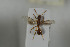  (Myrmica microrubra - HYMNI1092)  @12 [ ] CreativeCommons - Attribution Non-Commercial Share-Alike (2015) Arnstein Staverlokk Norwegian Institute of Nature Research
