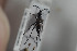  ( - HYMNI1122)  @11 [ ] CreativeCommons - Attribution Non-Commercial Share-Alike (2015) Arnstein Staverlokk Norwegian Institute of Nature Research