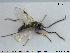  ( - HYMNI1039)  @12 [ ] CreativeCommons - Attribution Non-Commercial Share-Alike (2015) NTNU University Museum, Department of Natural History NTNU University Museum, Department of Natural History