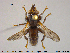  ( - NOBRA328)  @13 [ ] CreativeCommons - Attribution Non-Commercial Share-Alike (2015) NTNU University Museum, Department of Natural History NTNU University Museum, Department of Natural History