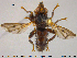  ( - NOBRA329)  @12 [ ] CreativeCommons - Attribution Non-Commercial Share-Alike (2015) NTNU University Museum, Department of Natural History NTNU University Museum, Department of Natural History