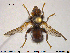  ( - NOBRA330)  @12 [ ] CreativeCommons - Attribution Non-Commercial Share-Alike (2015) NTNU University Museum, Department of Natural History NTNU University Museum, Department of Natural History