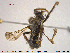  (Cyrtopogon luteicornis - NOBRA350)  @12 [ ] CreativeCommons - Attribution Non-Commercial Share-Alike (2015) NTNU University Museum, Department of Natural History NTNU University Museum, Department of Natural History