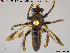  ( - NOBRA351)  @11 [ ] CreativeCommons - Attribution Non-Commercial Share-Alike (2015) NTNU University Museum, Department of Natural History NTNU University Museum, Department of Natural History