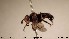  (Thecophora jakutica - NOBRA 038)  @13 [ ] CreativeCommons - Attribution Non-Commercial Share-Alike (2015) NTNU University Museum, Department of Natural History NTNU University Museum, Department of Natural History