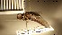  (Villa fasciata - NOBRA 057)  @11 [ ] CreativeCommons - Attribution Non-Commercial Share-Alike (2015) NTNU University Museum, Department of Natural History NTNU University Museum, Department of Natural History