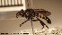  (Cyrtopogon lateralis - NOBRA 106)  @14 [ ] CreativeCommons - Attribution Non-Commercial Share-Alike (2015) NTNU University Museum, Department of Natural History NTNU University Museum, Department of Natural History