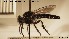  (Cyrtopogon lapponicus - NOBRA 111)  @11 [ ] CreativeCommons - Attribution Non-Commercial Share-Alike (2015) NTNU University Museum, Department of Natural History NTNU University Museum, Department of Natural History