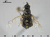  (Nemotelus uliginosus - NOBRA 191)  @14 [ ] CreativeCommons - Attribution Non-Commercial Share-Alike (2015) NTNU University Museum, Department of Natural History NTNU University Museum, Department of Natural History