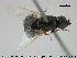  (Nemotelus nigrinus - NOBRA 198)  @13 [ ] CreativeCommons - Attribution Non-Commercial Share-Alike (2015) NTNU University Museum, Department of Natural History NTNU University Museum, Department of Natural History