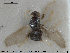  ( - NOBRA 215)  @11 [ ] CreativeCommons - Attribution Non-Commercial Share-Alike (2015) NTNU University Museum, Department of Natural History NTNU University Museum, Department of Natural History
