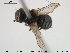  (Phasia pusilla - NOBRA 363)  @13 [ ] CreativeCommons - Attribution Non-Commercial Share-Alike (2015) NTNU University Museum, Department of Natural History NTNU University Museum, Department of Natural History