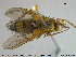  (Dexiosoma - NOTAC301)  @14 [ ] CreativeCommons - Attribution Non-Commercial Share-Alike (2015) NTNU University Museum, Department of Natural History NTNU University Museum, Department of Natural History
