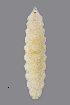  (Dasineura acrophila - NHMO-ENT-548019)  @11 [ ] by-sa (2021) Hallvard Elven University of Oslo, Natural History Museum