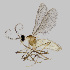  ( - NHMO-ENT-548235)  @11 [ ] by-sa (2021) Hallvard Elven University of Oslo, Natural History Museum