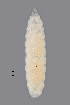  (Jaapiella - NHMO-ENT-548026)  @11 [ ] by-sa (2021) Hallvard Elven University of Oslo, Natural History Museum