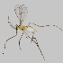  ( - NHMO-ENT-548237)  @11 [ ] by-sa (2021) Hallvard Elven University of Oslo, Natural History Museum