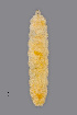  (Lathyromyza - NHMO-ENT-548027)  @11 [ ] by-sa (2021) Hallvard Elven University of Oslo, Natural History Museum