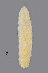  ( - NHMO-ENT-548028)  @11 [ ] by-sa (2021) Hallvard Elven University of Oslo, Natural History Museum