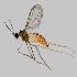  ( - NHMO-ENT-548240)  @11 [ ] by-sa (2021) Hallvard Elven University of Oslo, Natural History Museum