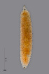  (Jaapiella moraviae - NHMO-ENT-548029)  @11 [ ] by-sa (2021) Hallvard Elven University of Oslo, Natural History Museum