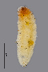  (Dasineura tiliae - NHMO-ENT-548030)  @11 [ ] by-sa (2021) Hallvard Elven University of Oslo, Natural History Museum