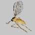  (Dasineura similis - NHMO-ENT-548242)  @11 [ ] by-sa (2021) Hallvard Elven University of Oslo, Natural History Museum